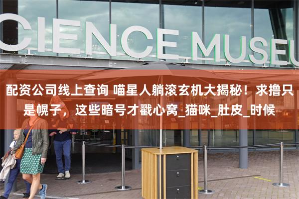 配资公司线上查询 喵星人躺滚玄机大揭秘!求撸只是幌子,这些暗号才戳心窝_猫咪_肚皮_时候